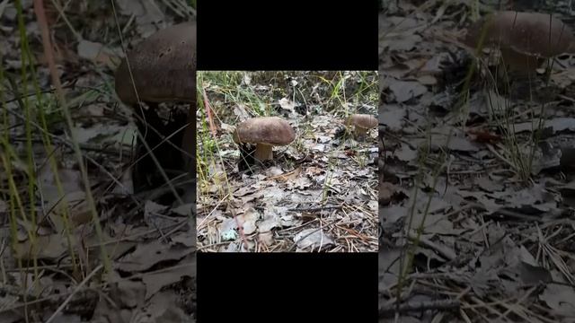 ??В ЛЕСУ ЗАМИНИРОВАНЫ ДОРОГИ! ПРОЕЗДА НЕТ! смотреть онлайн