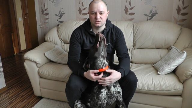 Dogtra 2500 обзор (на РУССКОМ) электронного ошейника.