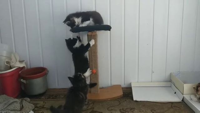 Котята Мейн-кун смотреть онлайн