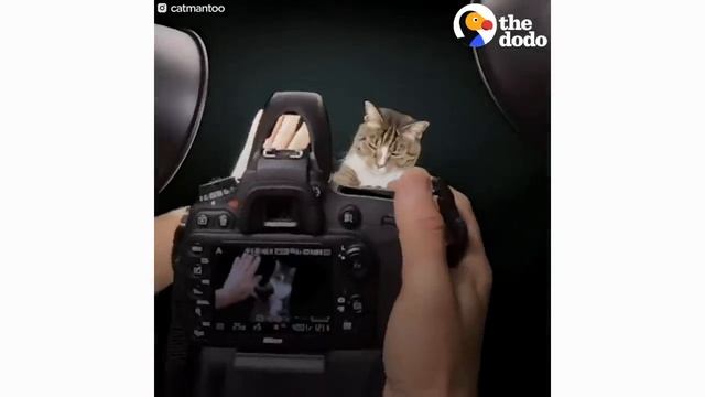 Most Talented Cats in the World | The Dodo смотреть онлайн