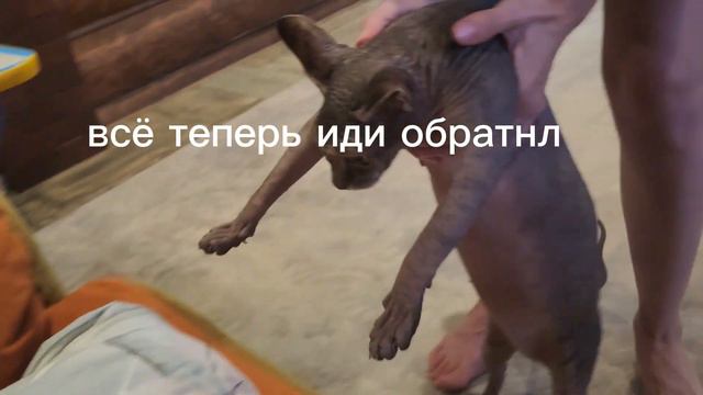 котя ходит на задних лапках#кот#реки#меме смотреть онлайн