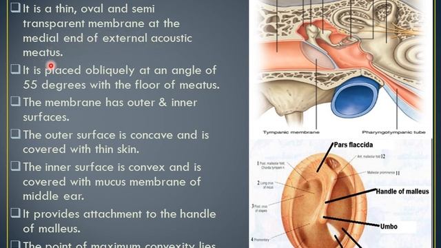 Lecture of Dr. Ammara Sarwar on topic Gross Anatomy of External Ear смотреть онлайн