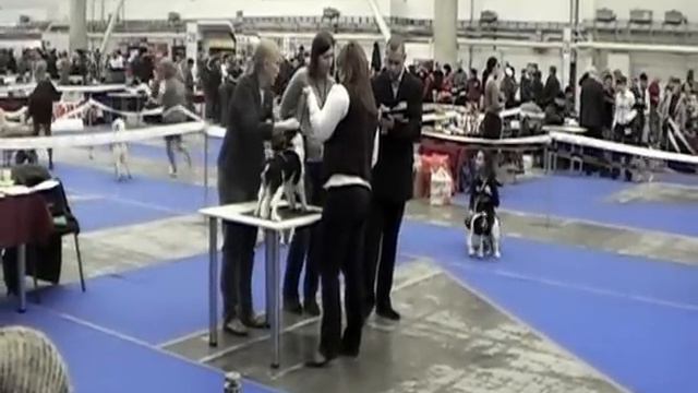 Киевская Русь 2011, FCI, CACIB