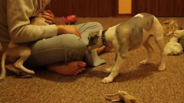 Whippet puppies смотреть онлайн