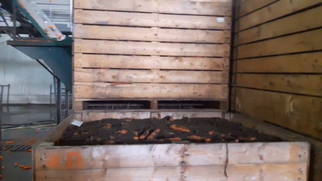 Мойка моркови, оборудование для мойки... Carrot washing, washing equipment ... смотреть онлайн