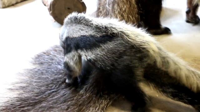 Baby Giant Anteater's First Steps смотреть онлайн