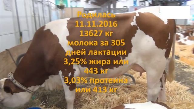 Коровы с очень хорошими надоями с выставки во Франции смотреть онлайн