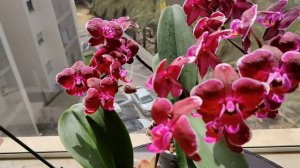 ???ПОРАЗИТЕЛЬНЫЙ ЭФФЕКТ ОТ ИСПОЛЬЗОВАНИЯ ТАКОГО МЕТОДА ВЫРАЩИВАНИЯ ОРХИДЕЙ! ОРХИДЕИ НЕ БОЯТСЯ ВОДЫ!