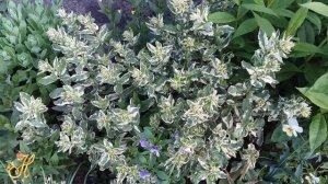 Вербейник: неприхотливый  многолетник , долгоцветущие растение