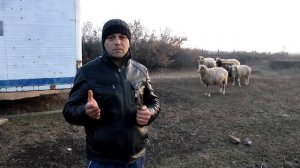 Секрет овцеводства//Как правильно делать укол ОВЦАМ// укол Ивермезола/The secret of sheep breeding