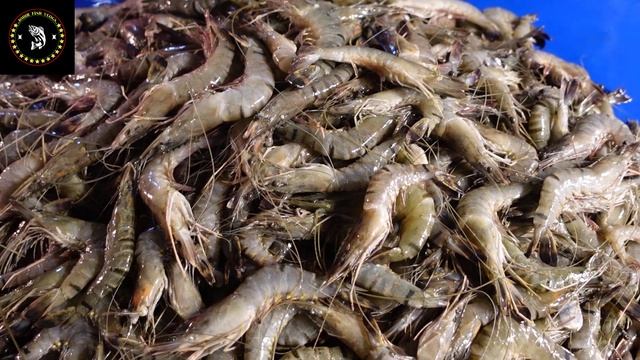 বেপারী কি মানুষের কাছে ভেজাল মাছ বিক্রি করতেছে যার কারণে আমার সাথে চিল্লাচিল্লি করতেছে।I смотреть онлайн