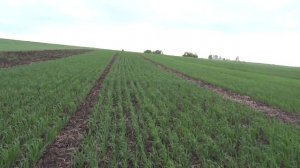 Овёс, сорт Макс. Различные нормы высева, визуальный эффект - без удобрений. (24.05.18)