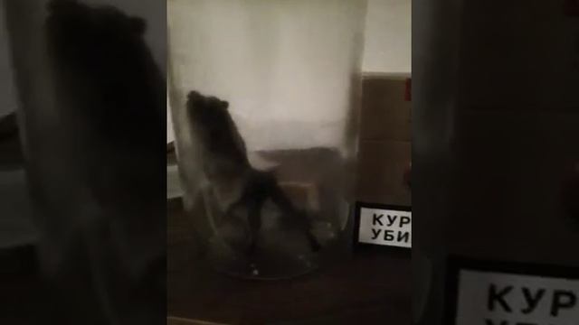 Мышь летучая обыкновенная! смотреть онлайн