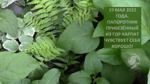 ПАПОРОТНИКИ ЛЕСНЫЕ  В САДУ. ПРИЖИВАЮТСЯ ЛИ ЛЕСНЫЕ ПАПОРОТНИКИ?!