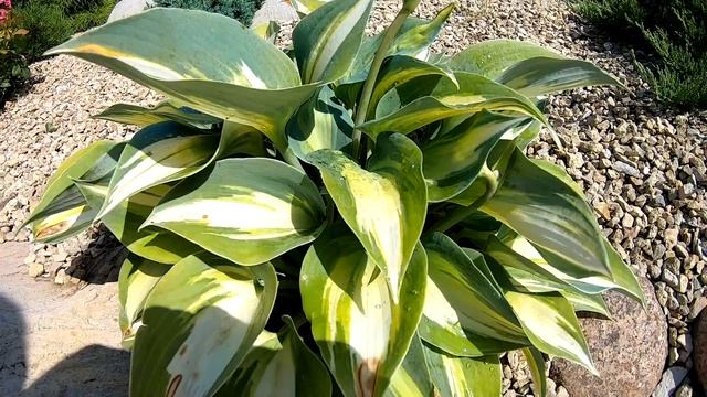 Полив растений  Как поливать правильно  Основные ошибки. Полив растений в жару. Время полива.