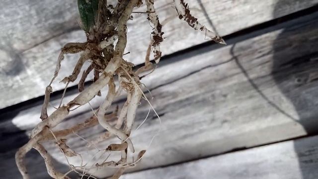 Камбрия Odontoglossum Inferno и зигопеталум , как пересадить, уход, результат через месяц.