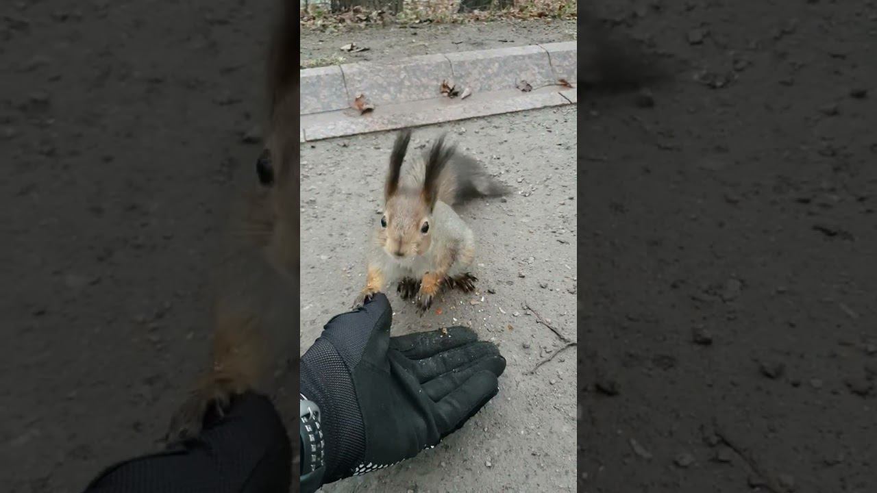 #зож #живаяприрода #белки смотреть онлайн