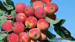 Яблоня обыкновенная Бельфлёр китайка (malus) ? обзор: как сажать, саженцы яблони Бельфлёр китайка