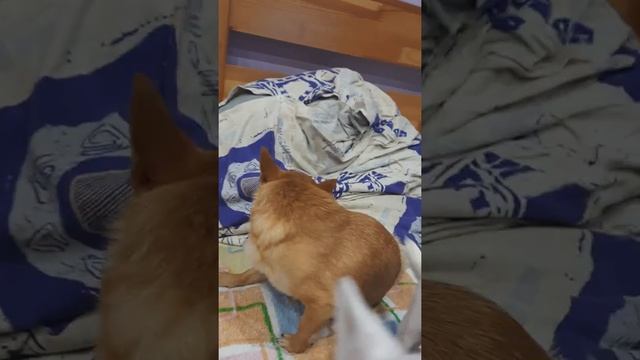 самая тупая собака в мире #питомниксобак чихуахуа Кастропуло Крым Симферополь наш любимый Филиппа смотреть онлайн