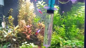 Перекись водорода в аквариуме. H2O2 Боремся с водораслями