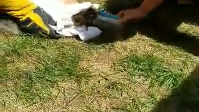 Енот застрял в банке смотреть онлайн