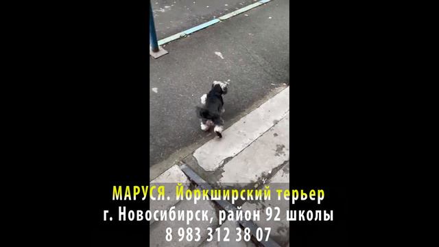 Пропала собака! МАРУСЯ. Йоркширский терьер. г. Новосибирск смотреть онлайн