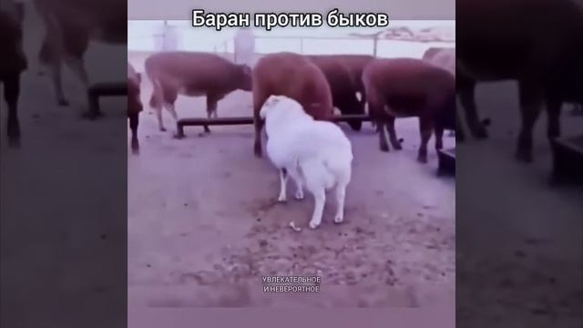 Баран против Быков) смотреть онлайн