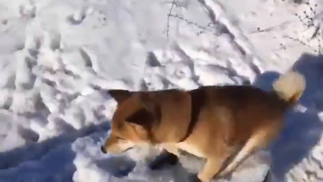 Лучший мем 2017 смотреть онлайн