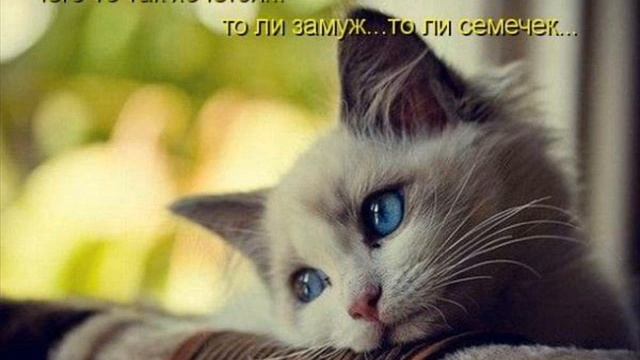 В созвездии Лира ) смотреть онлайн