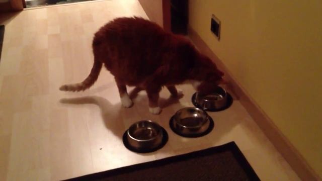 What senior cat food does Suske prefer? смотреть онлайн
