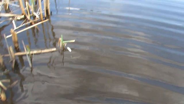 Рыбалка на самодельные и китайские ловушки - Поймал много вьюна смотреть онлайн