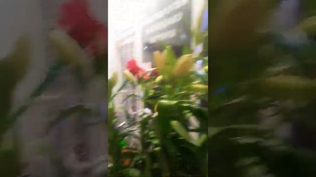 #как выбрать лилию смотреть онлайн