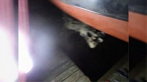 Замена подушек кабины ISUZU ИСУЗУ Эльф