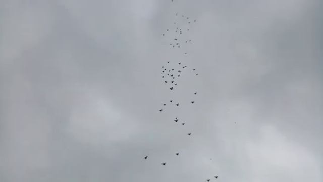 НИКОЛАЕВСКИЕ ГОЛУБИ с. РАЗДОЛЬНОЕ ФИСУНОВ А. А. 20.11.2021. смотреть онлайн