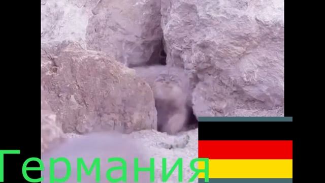 1 манул 2 манула.... на 10 языках смотреть онлайн
