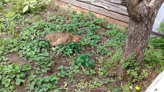 Охота кошки удалась............ смотреть онлайн