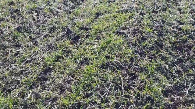 Вносим селитру и закрываем влагу ротационной бороной. New Holland vs DEUTZ-FAHR смотреть онлайн