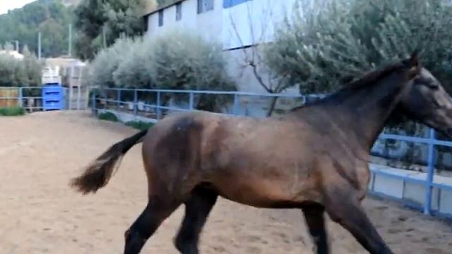 Молодой жеребец Flamenco от www.spanishhorse.ru смотреть онлайн