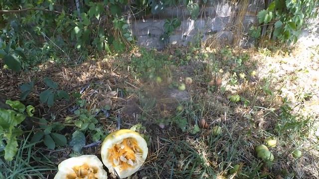 БІЗНЕС НА ГАРБУЗАХ/СОРТ ДАНКА ПОЛЬКА смотреть онлайн