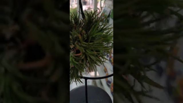 Air plants Tillandsia is a genus of around 650 species смотреть онлайн