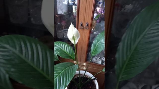 ❄ Доброе утро друзья !❄ зима пришла снег идёт ❄❄❄ смотреть онлайн