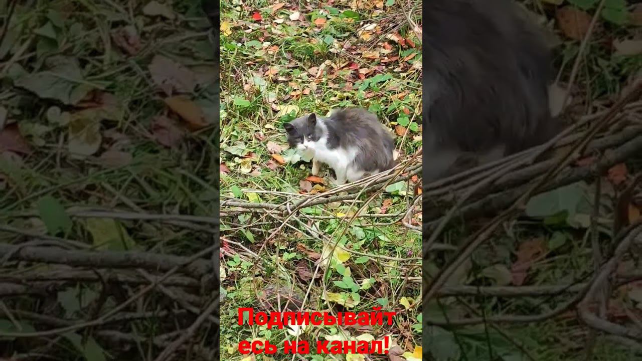 Барсик! смотреть онлайн
