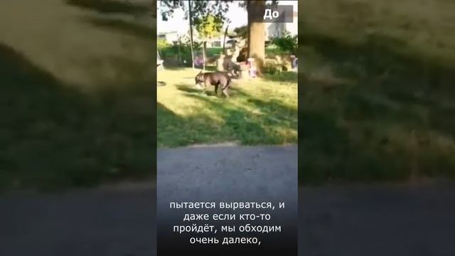 От агрессии к спокойствию(Кане корсо 60 кг) смотреть онлайн