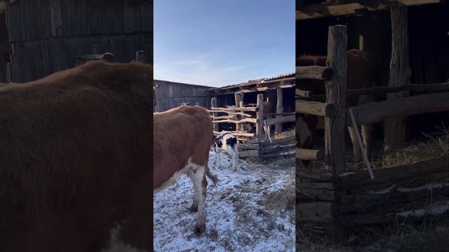 Жизнь в деревне как она есть?#derevenskiparenek #villagelife #деревня #жизнь