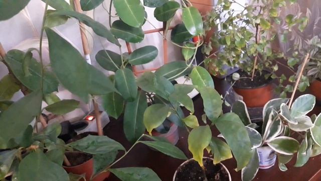 Комнатные цаеты???комнатные растения 2 продолжение смотреть онлайн