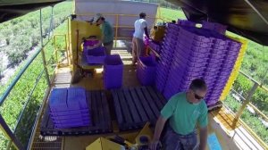 Почему не стоит покупать комбайн для сбора голубики