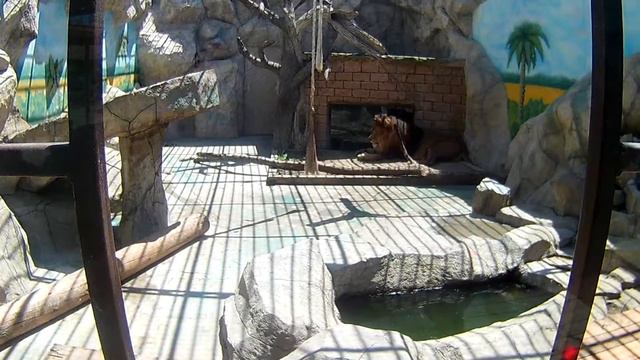 Львица смотреть онлайн