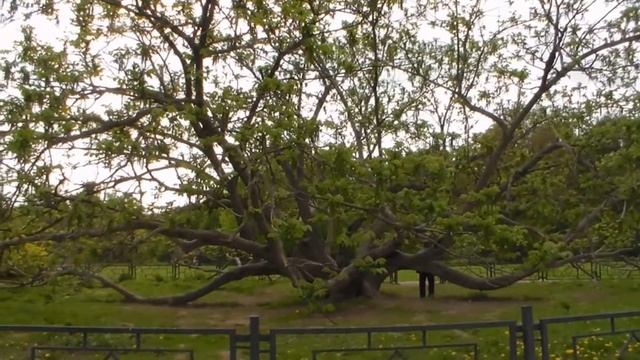 Главный ботанический сад им. Н.В. Цицина РАН - Часть первая смотреть онлайн