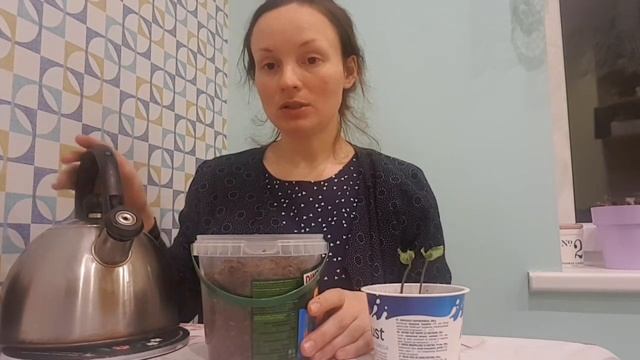 Как вырастить кобею из семян.Пикировка. смотреть онлайн