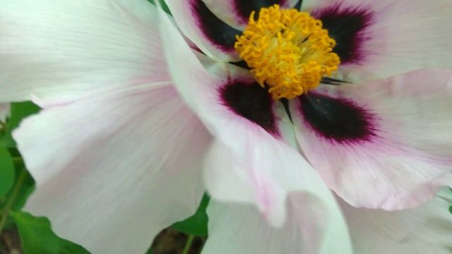 Древовидный ПИОН Розовый - Tree Peony Flowers